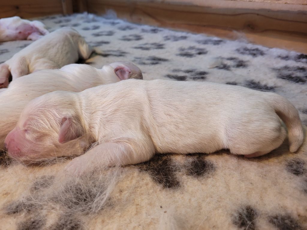 Bihan ki breizh - Chiots disponibles - Golden Retriever