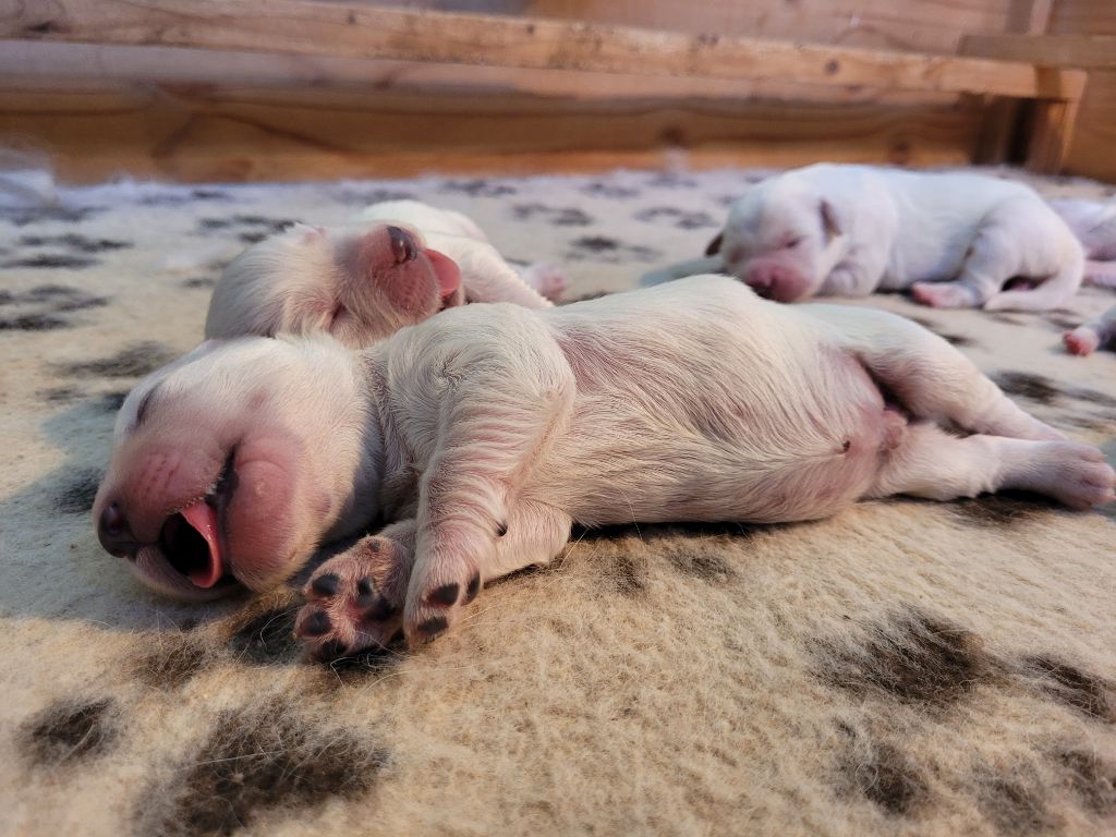 Bihan ki breizh - Chiots disponibles - Golden Retriever