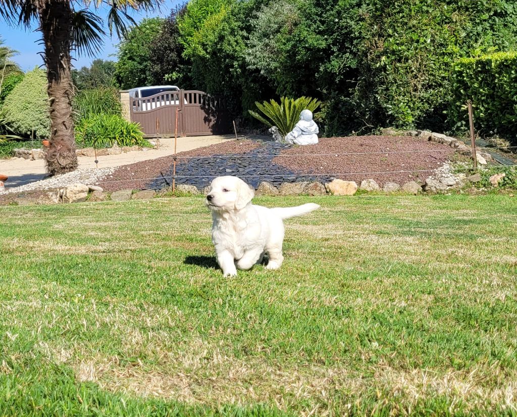 Chiot Golden Retriever Bihan ki breizh