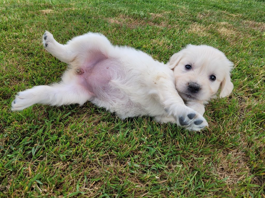 Bihan ki breizh - Chiots disponibles - Golden Retriever