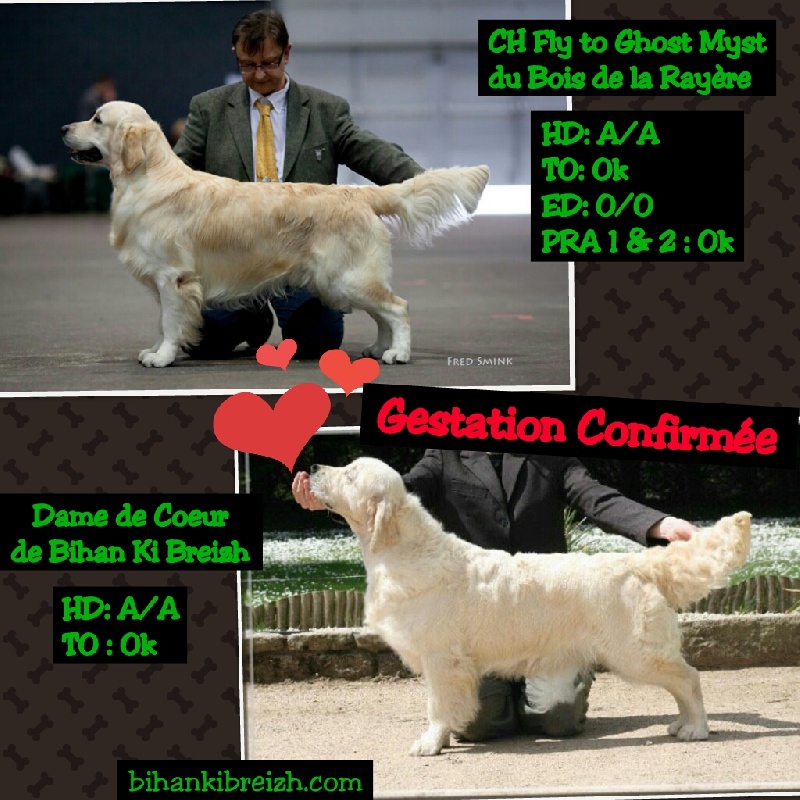 Chiot Golden Retriever Bihan ki breizh