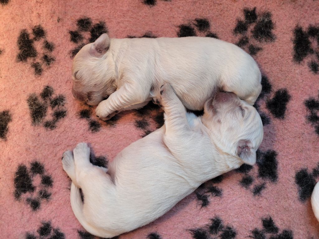 Bihan ki breizh - Chiots disponibles - Golden Retriever