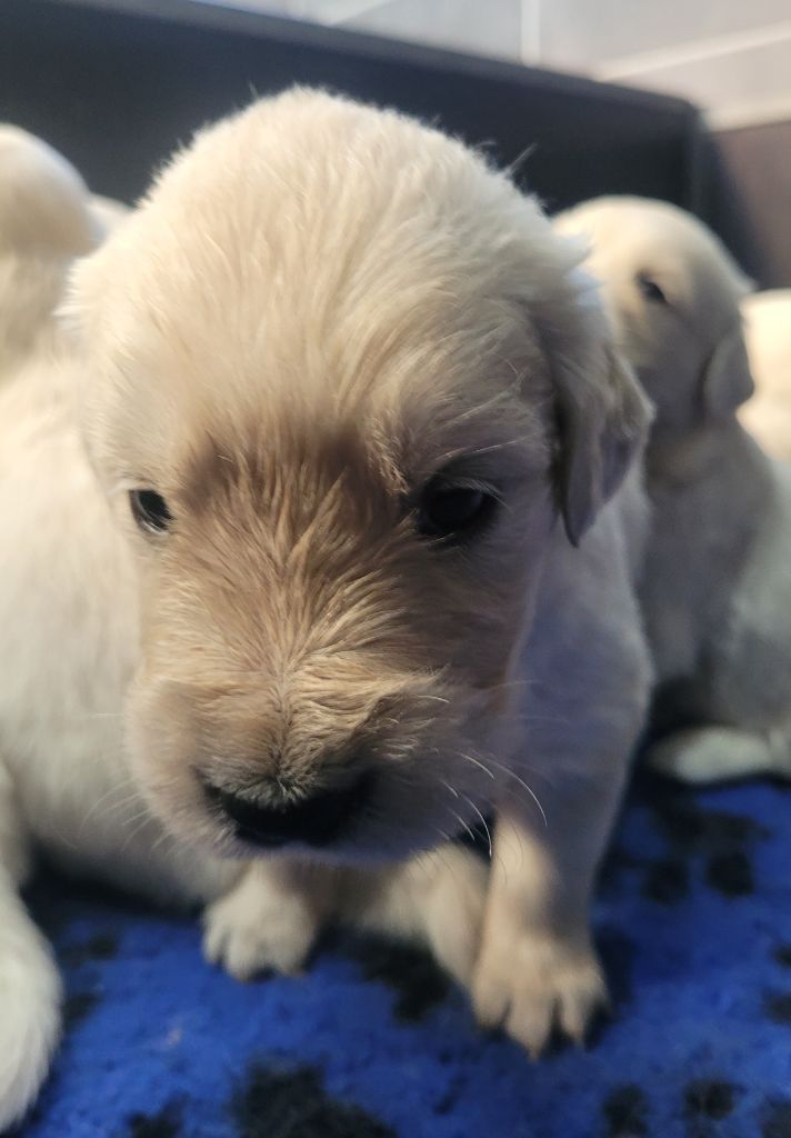 Bihan ki breizh - Chiots disponibles - Golden Retriever