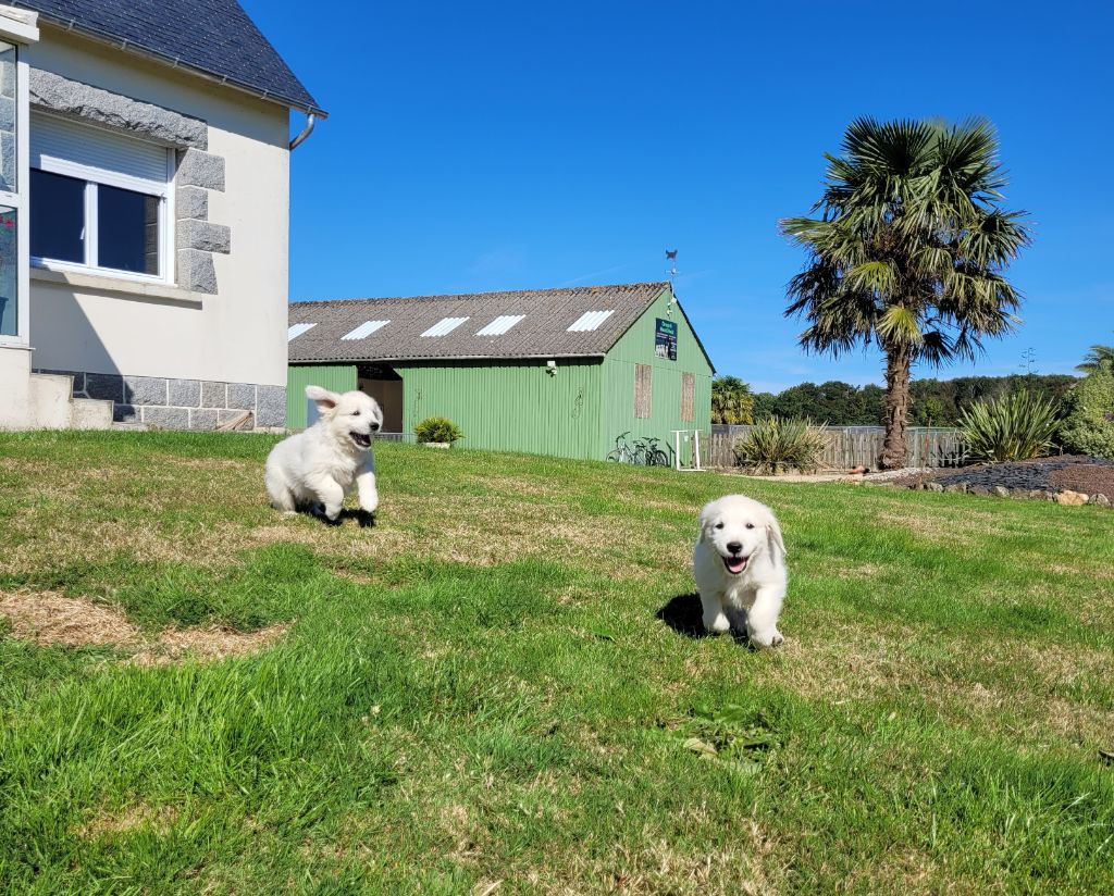 Chiot Golden Retriever Bihan ki breizh