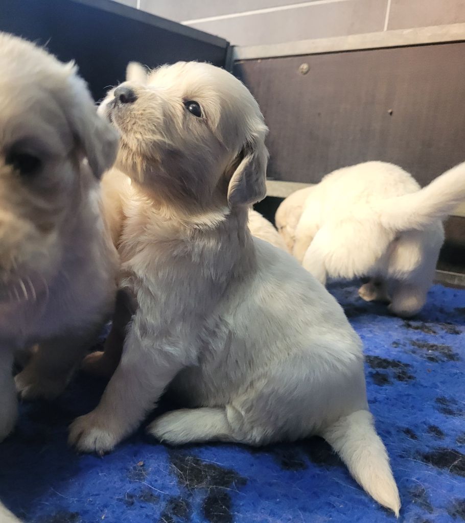 Bihan ki breizh - Chiots disponibles - Golden Retriever