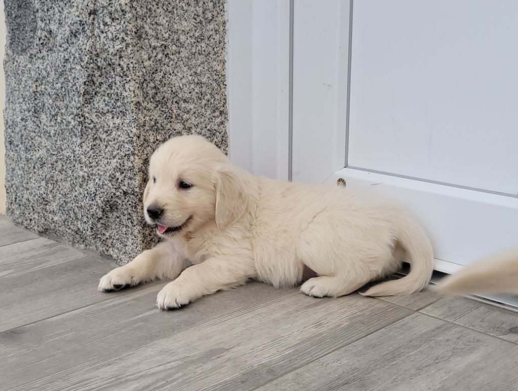 Bihan ki breizh - Chiots disponibles - Golden Retriever
