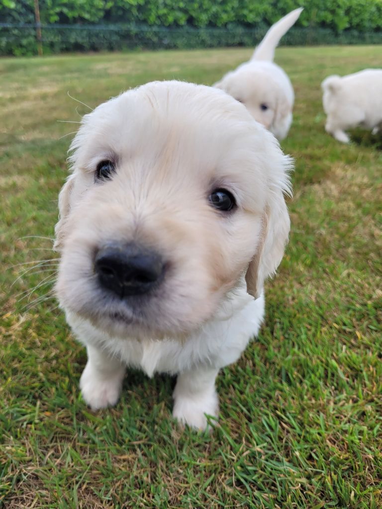 CHIOT