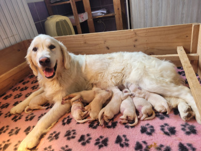 CHIOT 5