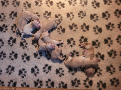 CHIOT 1