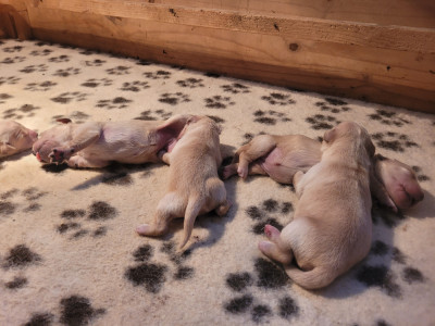 CHIOT 5