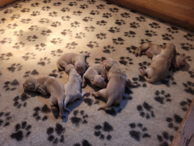 CHIOT 7