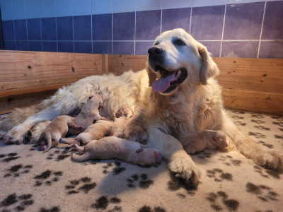 CHIOT 3