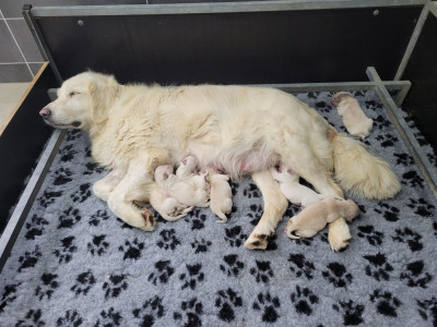 CHIOT 1