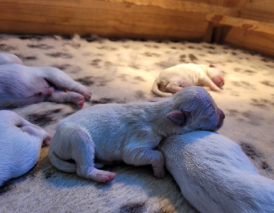 CHIOT