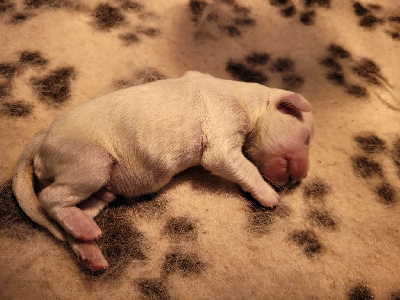 CHIOT