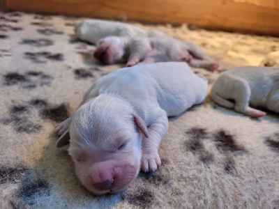 CHIOT