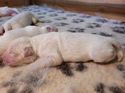 CHIOT