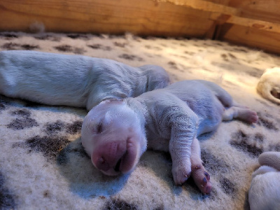 CHIOT