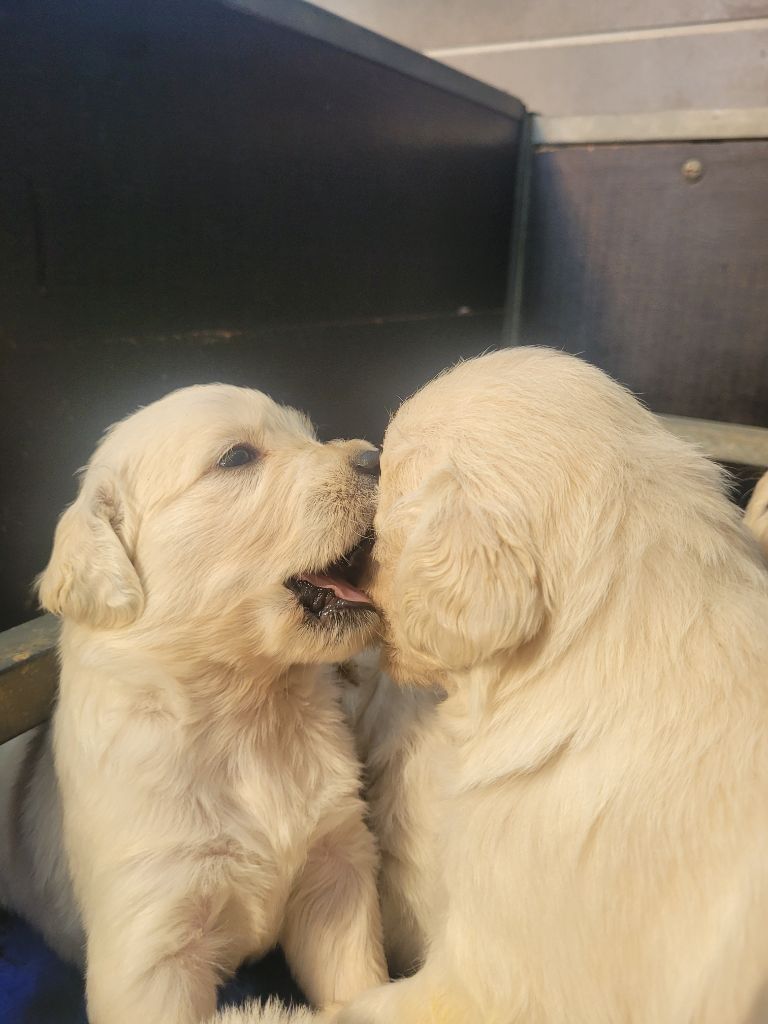 Bihan ki breizh - Chiots disponibles - Golden Retriever