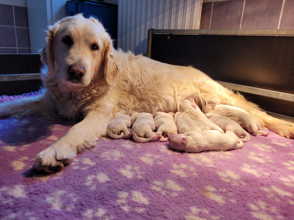 Chiot Golden Retriever Bihan ki breizh