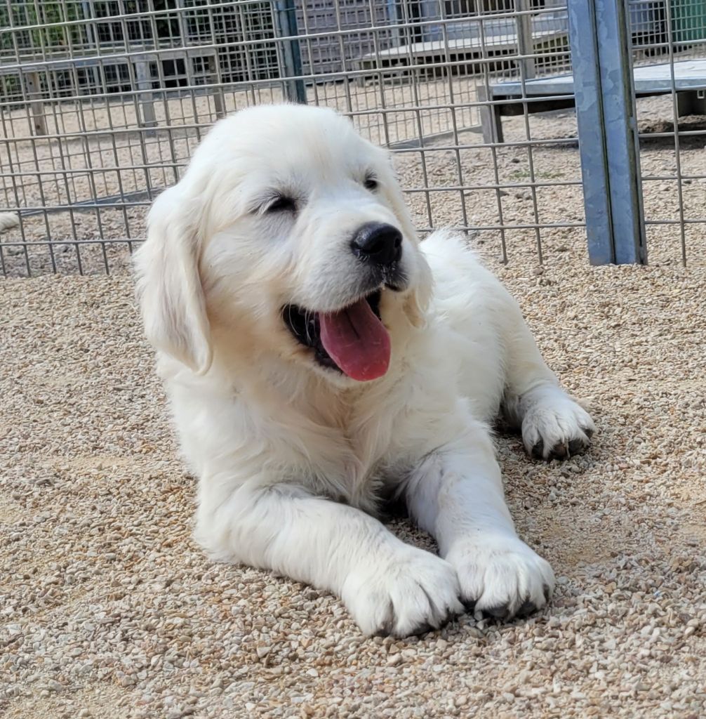 CHIOT