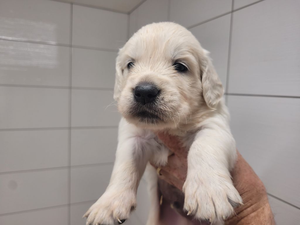 Bihan ki breizh - Chiots disponibles - Golden Retriever
