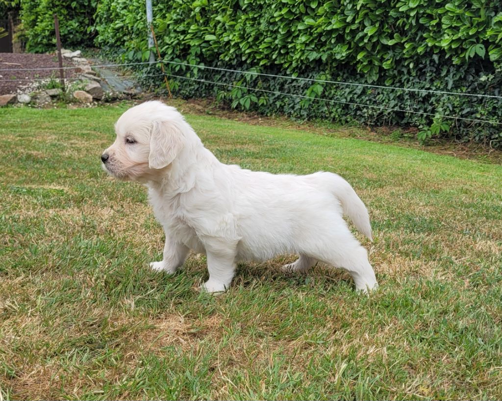 Bihan ki breizh - Chiots disponibles - Golden Retriever