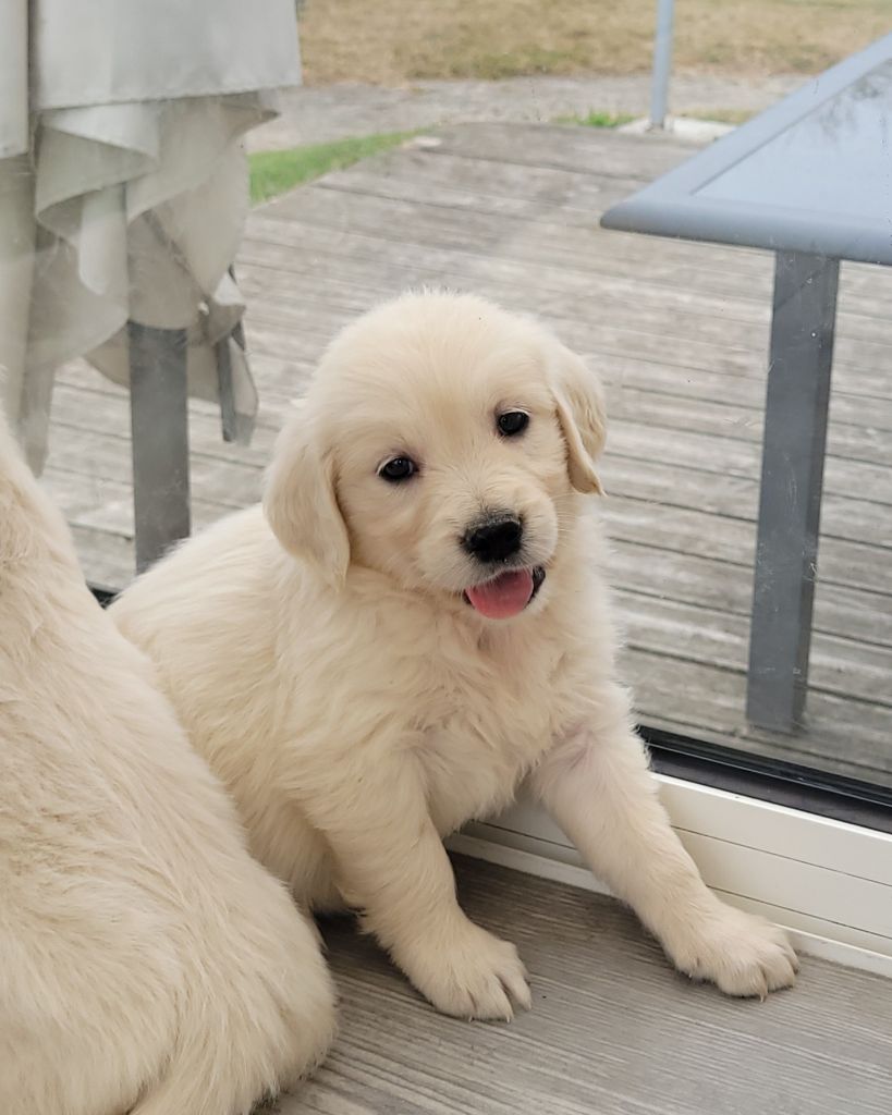 Bihan ki breizh - Chiots disponibles - Golden Retriever