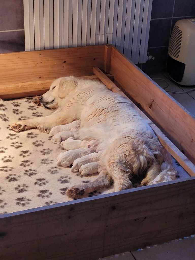 Chiot Golden Retriever Bihan ki breizh