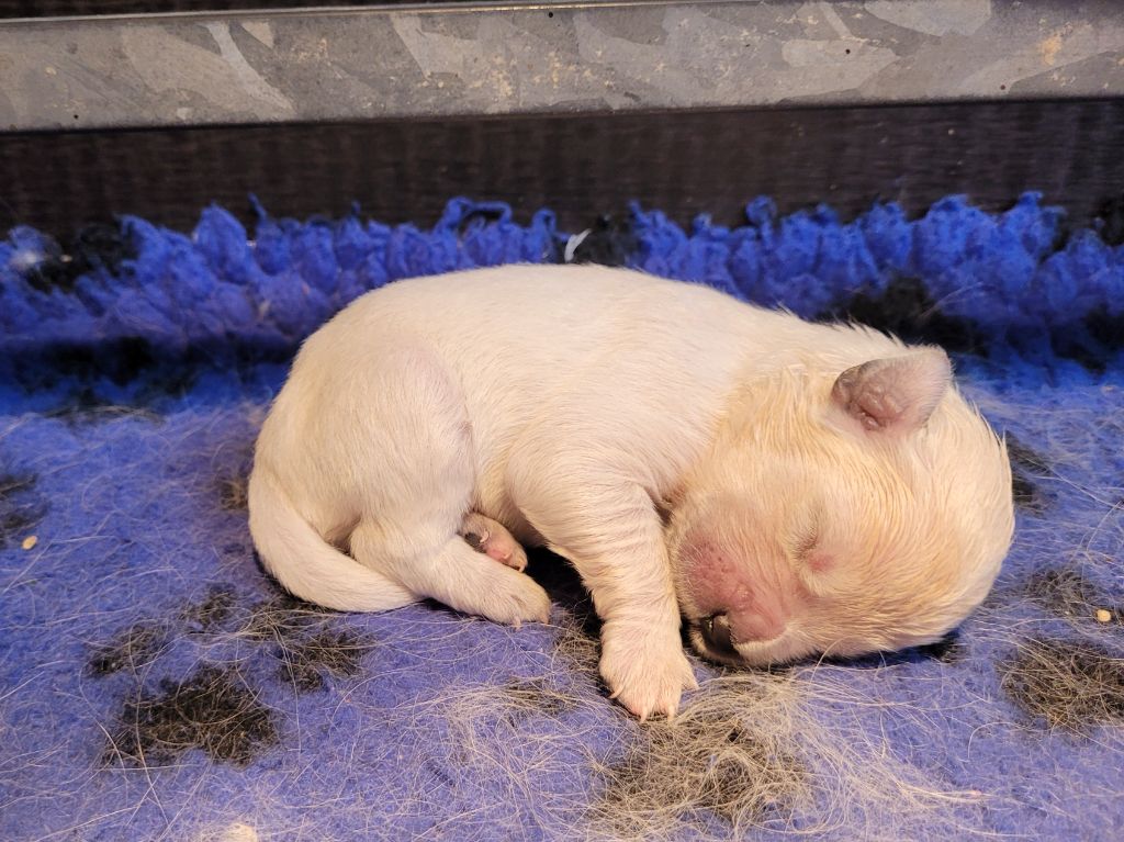Bihan ki breizh - Chiots disponibles - Golden Retriever