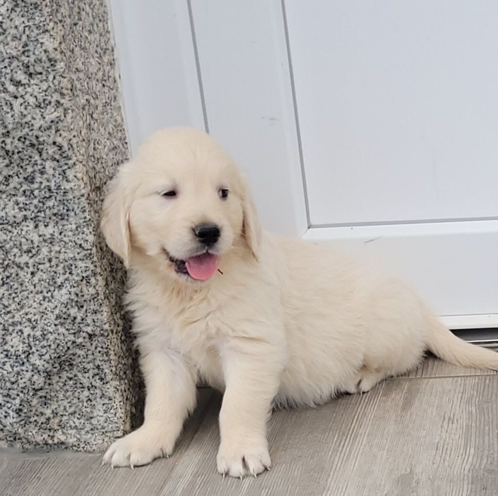 Bihan ki breizh - Chiots disponibles - Golden Retriever