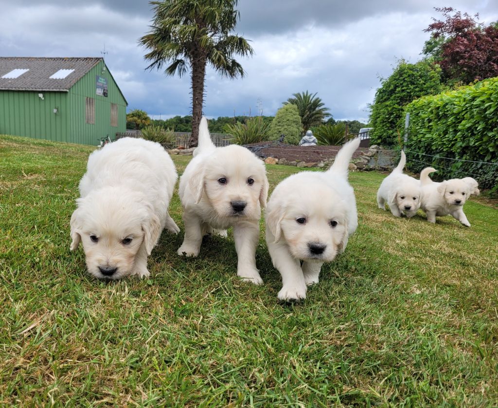 Bihan ki breizh - Golden Retriever - Portée née le 26/04/2025