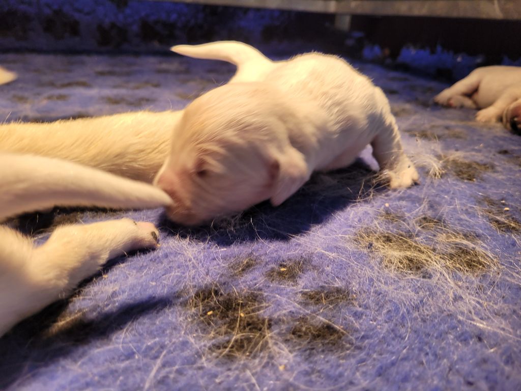 Bihan ki breizh - Chiots disponibles - Golden Retriever