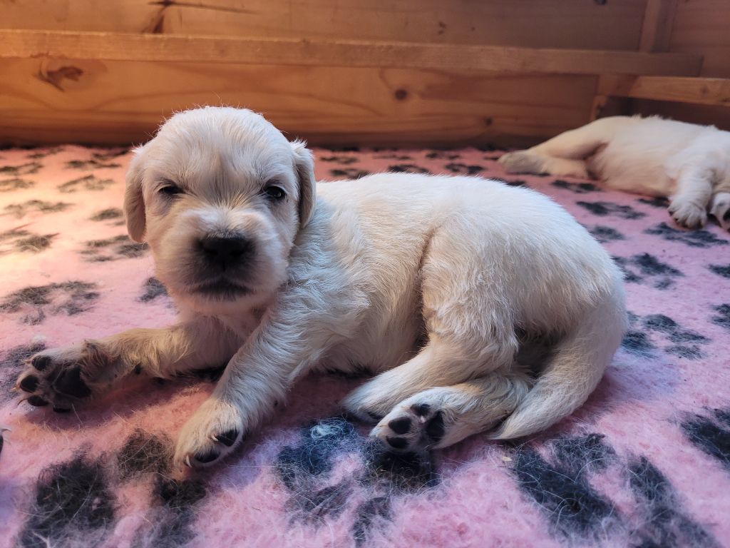 Bihan ki breizh - Chiots disponibles - Golden Retriever