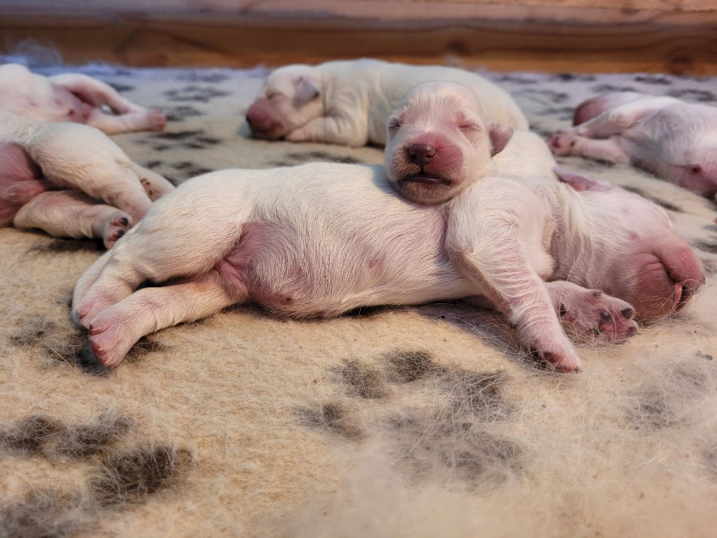 Bihan ki breizh - Chiots disponibles - Golden Retriever