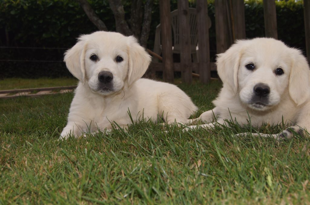 CHIOT