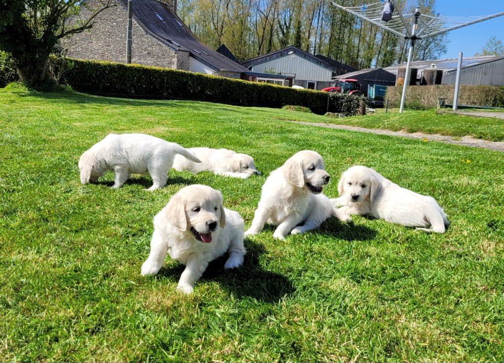 Chiot Golden Retriever Bihan ki breizh