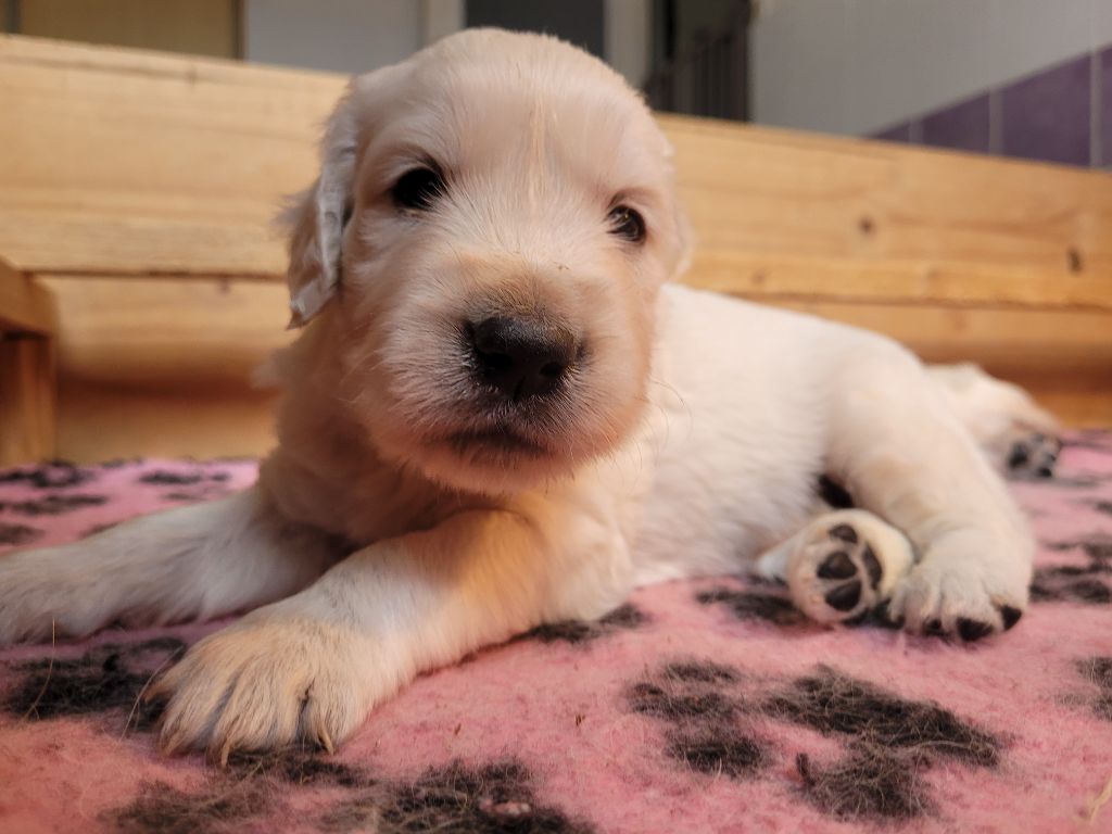 Bihan ki breizh - Chiots disponibles - Golden Retriever