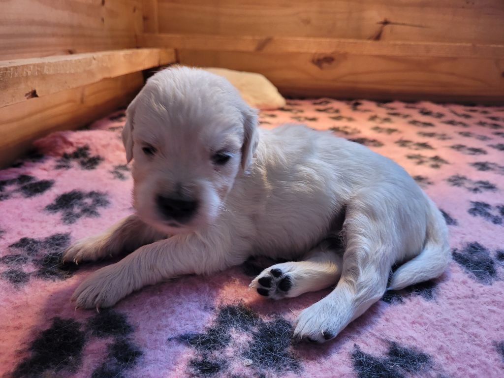 Bihan ki breizh - Chiots disponibles - Golden Retriever