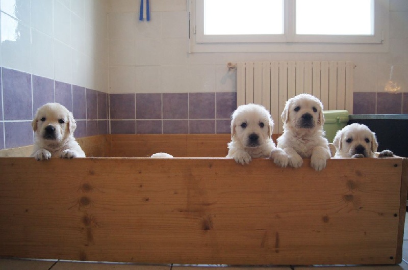 Chiot Golden Retriever Bihan ki breizh