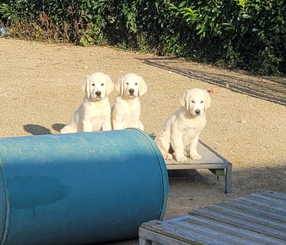 Bihan ki breizh - Golden Retriever - Portée née le 26/04/2025