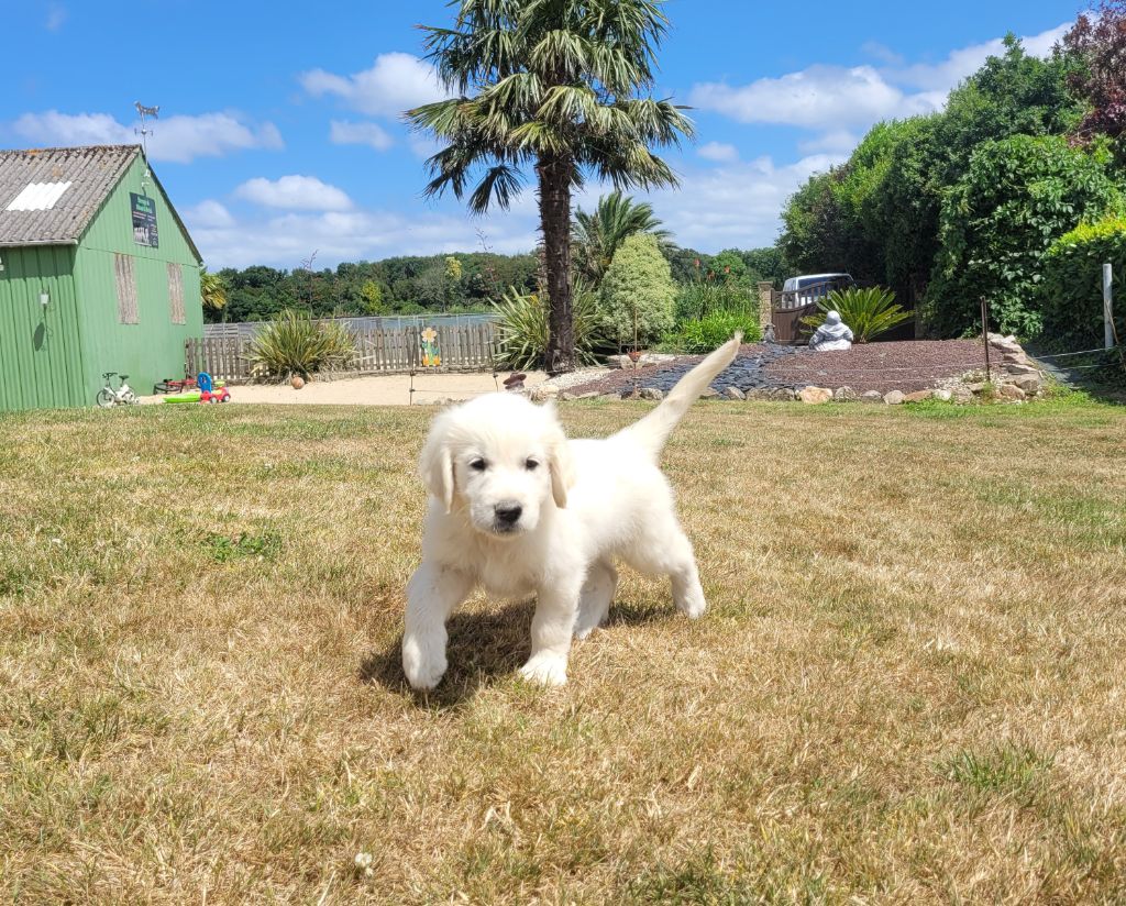 Bihan ki breizh - Chiots disponibles - Golden Retriever