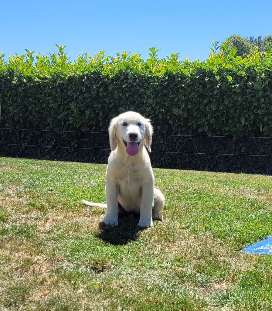 CHIOT