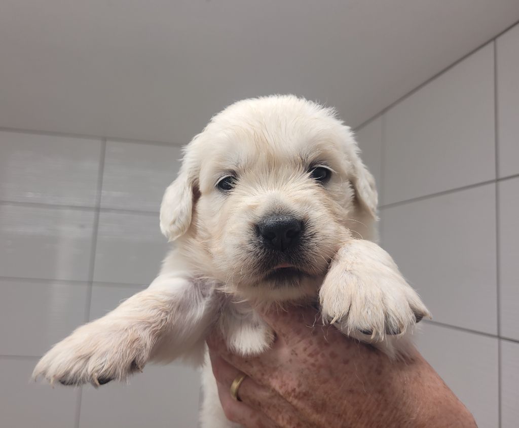 Bihan ki breizh - Chiots disponibles - Golden Retriever